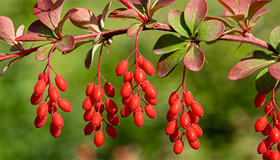 Berberine: The ancient compound that modern metabolic science cannot stop talking about
