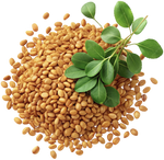 Fenugreek Extract