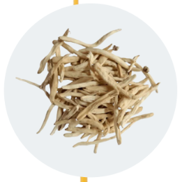 Safed Musli